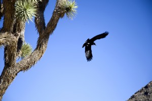 Joshua Tree Raven_29