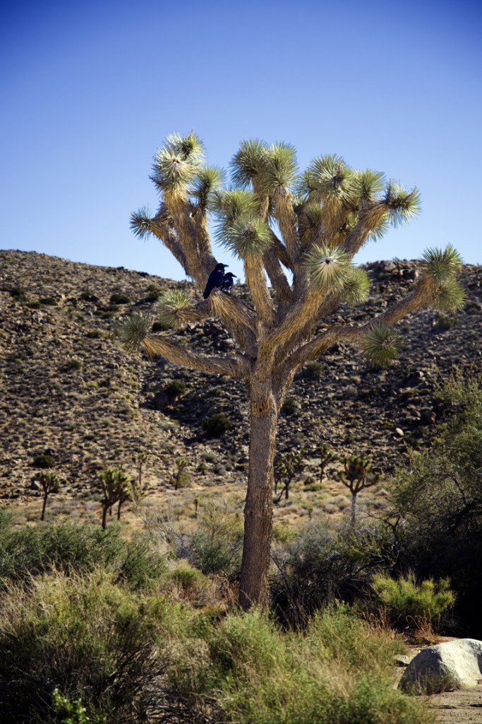 Joshua Tree_27