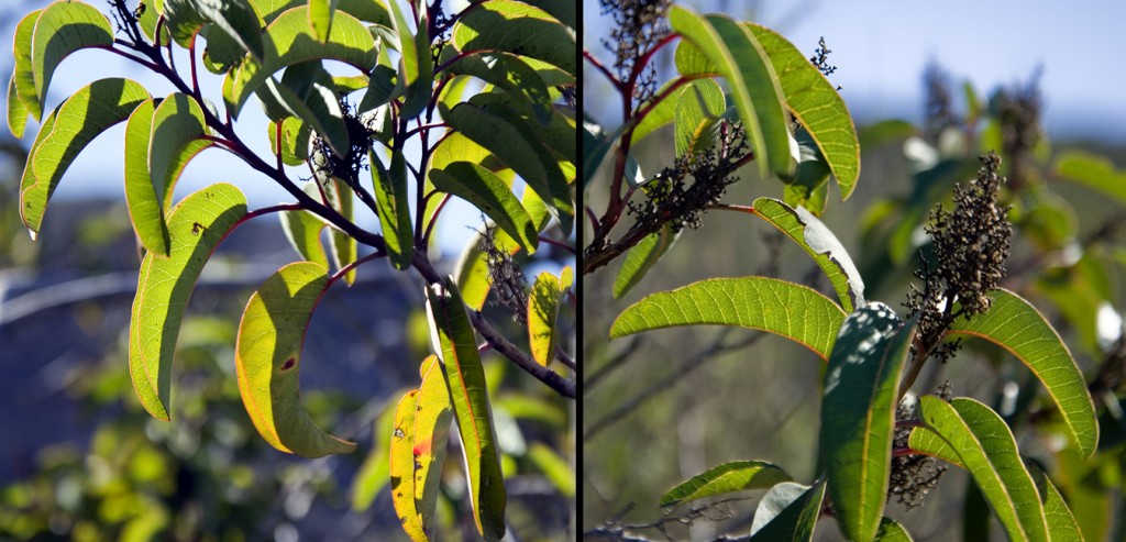 Laurel Sumac_28c